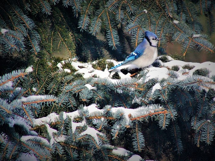 Blue jay sitting in a blue spruce tree