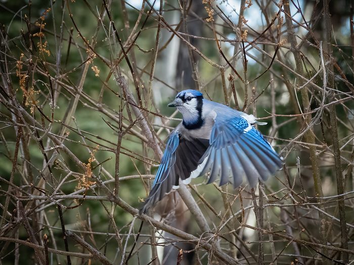 Pictures of blue jays - blue jay in flight