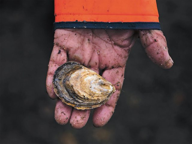 Cape Breton Oysters