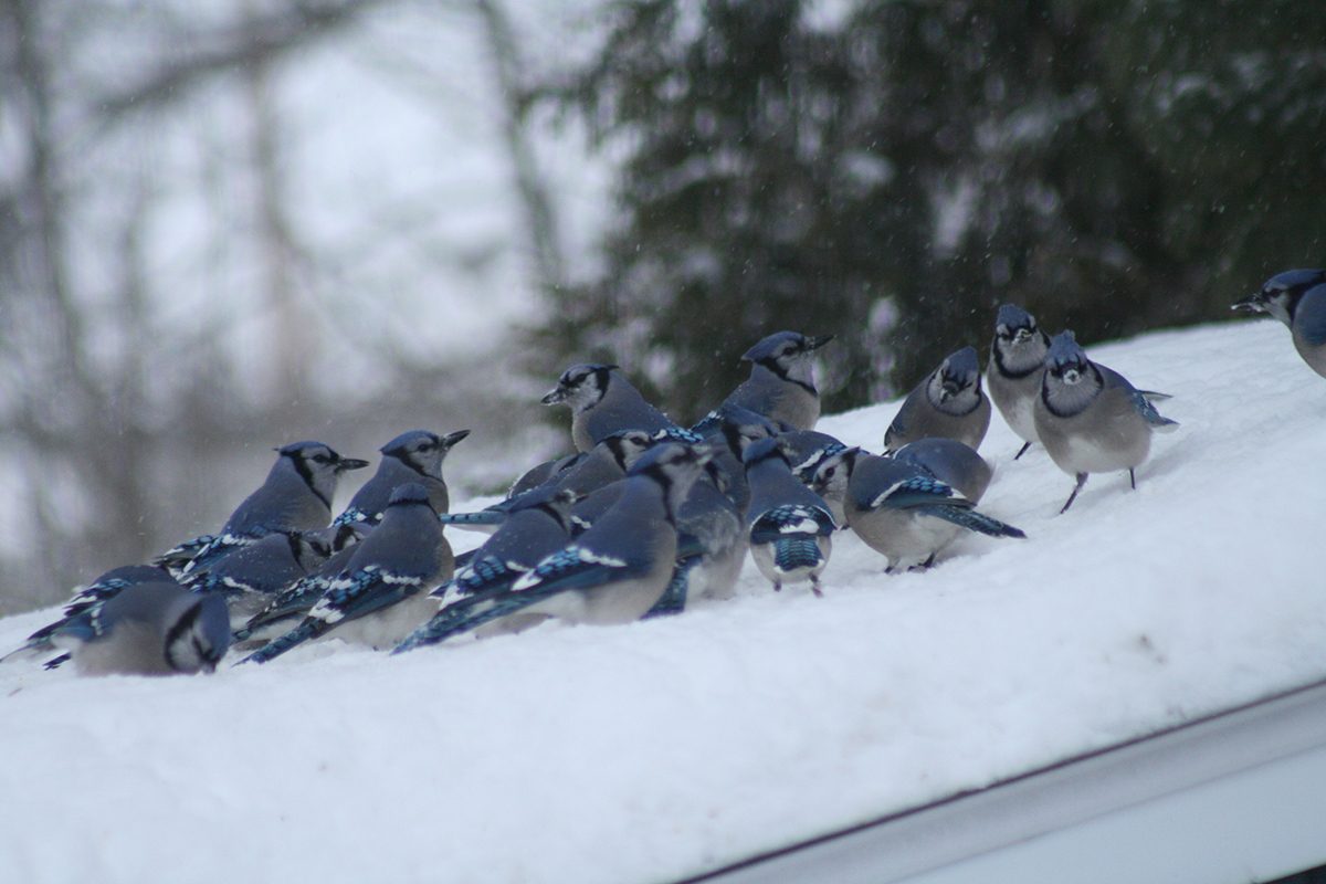 Group Of Blue Jays Feeding