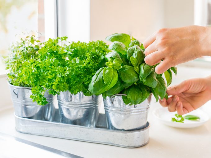 Grow an indoor herb garden