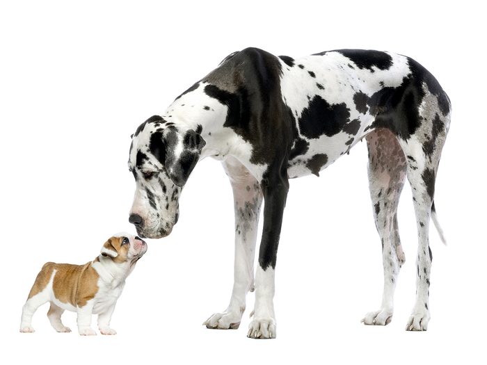 Largest dog breed - great dane