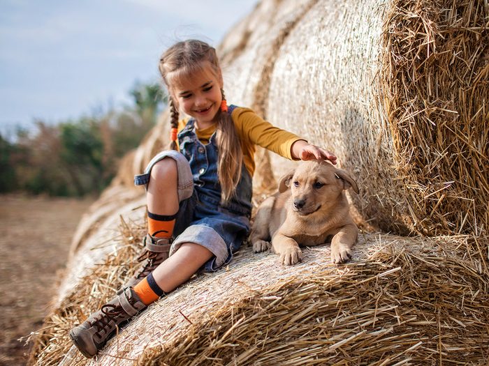 Little girl playing with dog on farm