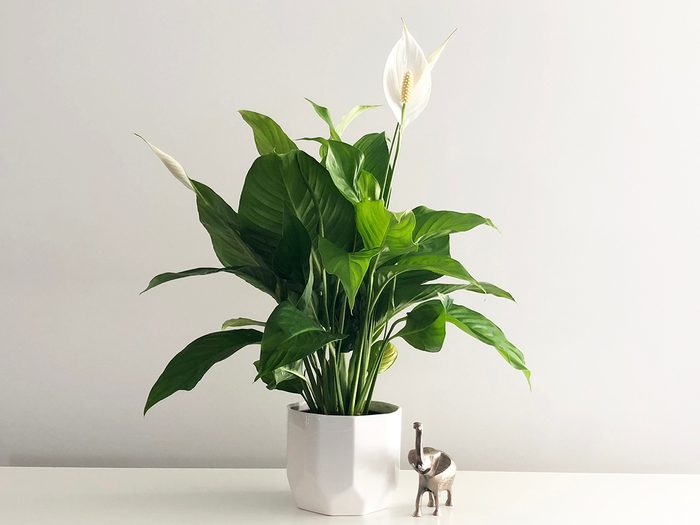 Low light houseplants - peace lily