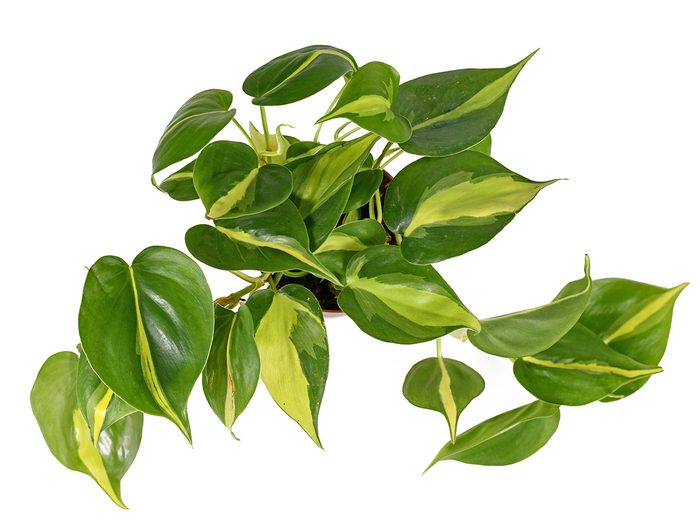 Low light indoor plants - philodendron