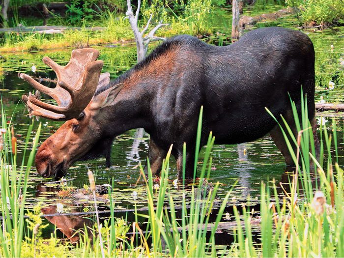 Moose Pictures 1 - A huge bull moose having an afternoon snack in the local bog.
