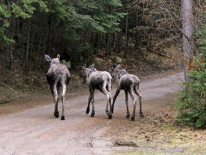 Moose Pictures 2 - A mother moose with her calves on a dirt road.