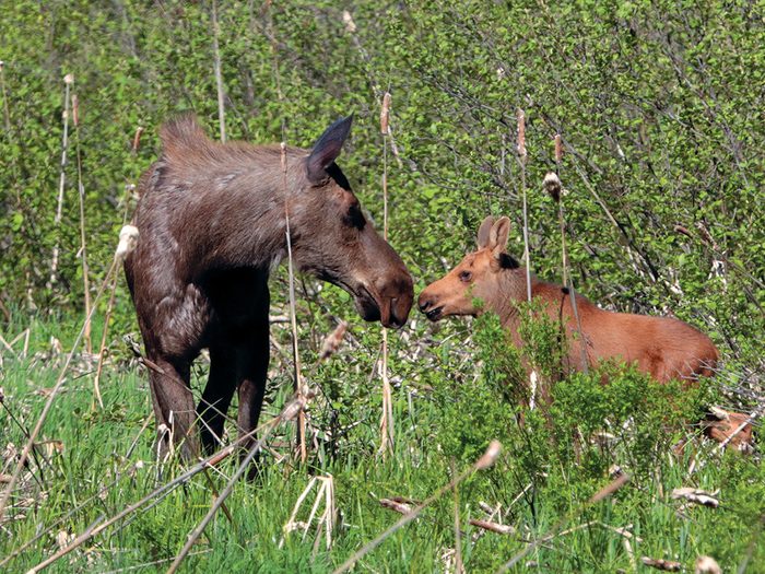 A baby calf and mother moose reunited after a quick sprint.