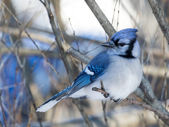 Picture Of Blue Jay In Shrub
