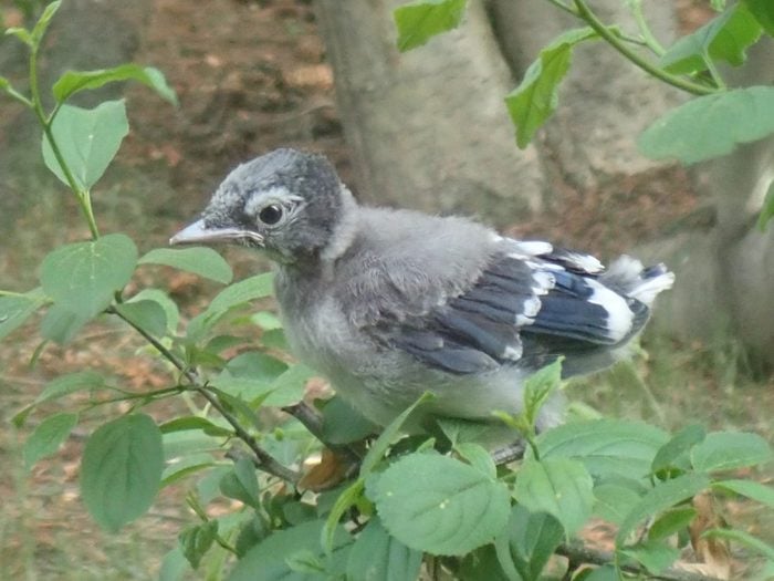 Picture of baby blue jay
