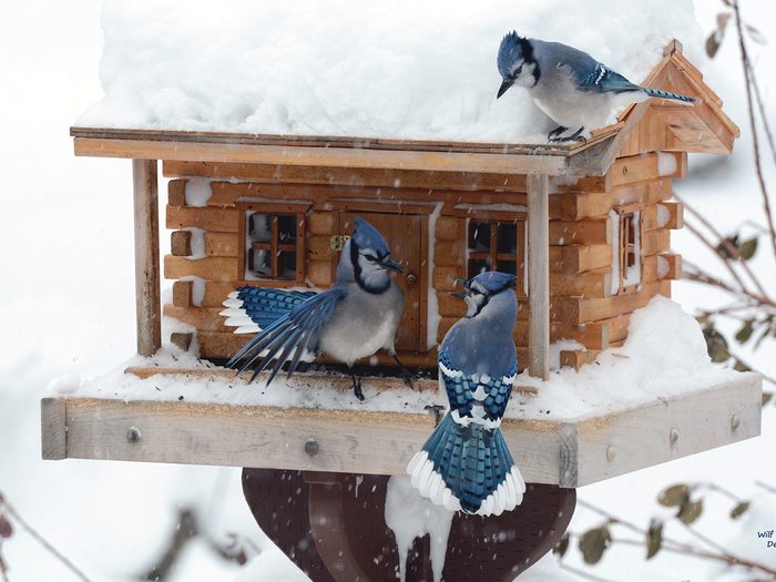 Pictures Of Blue Jays - Bird House