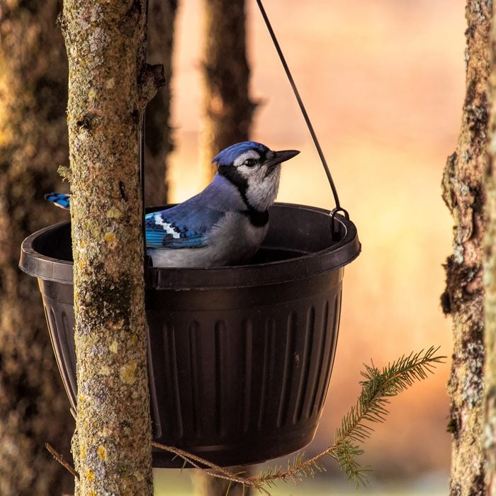 Pictures Of Blue Jays - Blue Jay In Basket