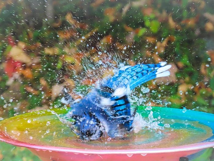 Pictures Of Blue Jays - Blue Jay In Bird Bath