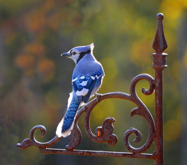 Pictures Of Blue Jays - Blue Jay Perched On Iron Stand