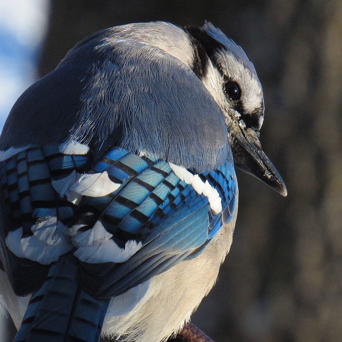 Pictures Of Blue Jays - Close Up