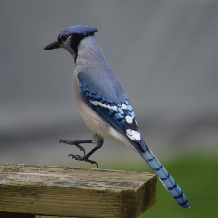 Pictures Of Blue Jays - Jumping Jay Flash