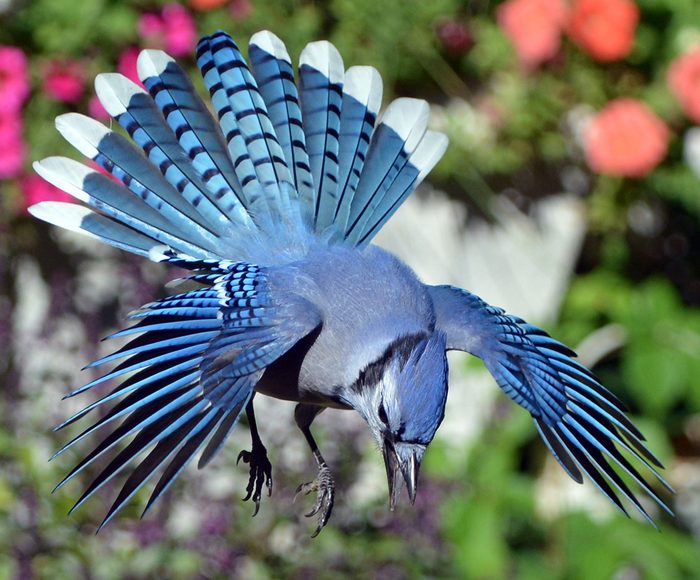 Pictures Of Blue Jays - Mid Flight Feathers Splayed