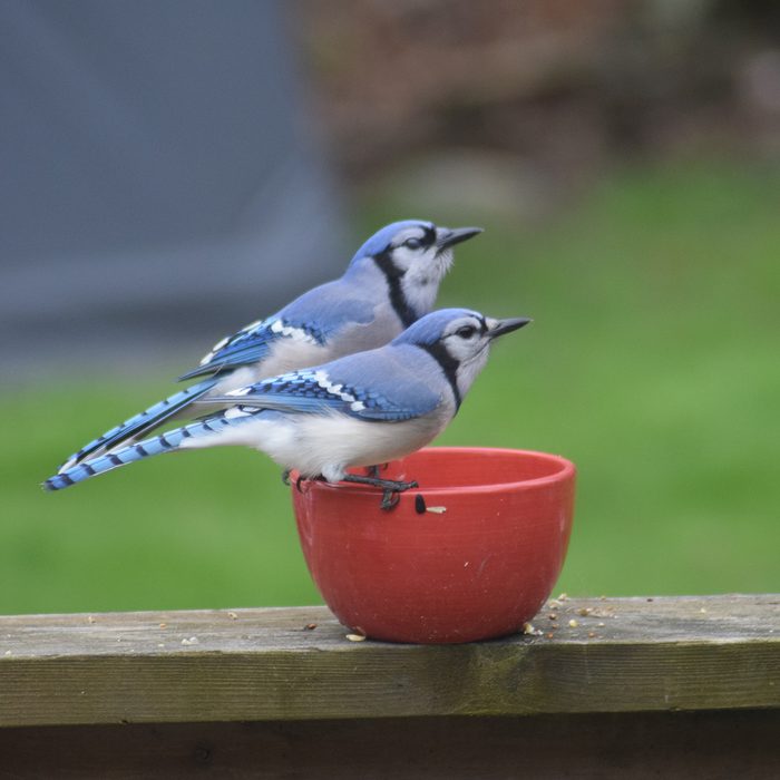 Pictures of Blue Jays - Pair Of Blue Jays Perched On Bowl