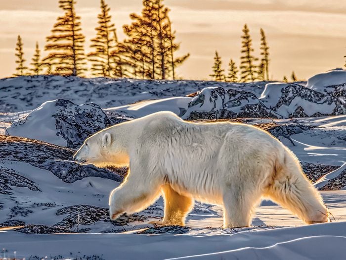 Polar Bear Pictures 1 - a majestic polar bear