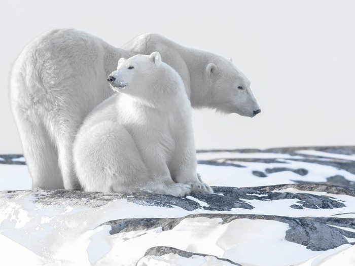 Polar Bear Pictures 3 - A mama bear and her cubs.
