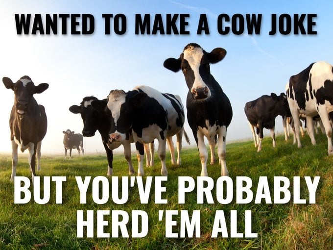 Cow Jokes - Herd Em All
