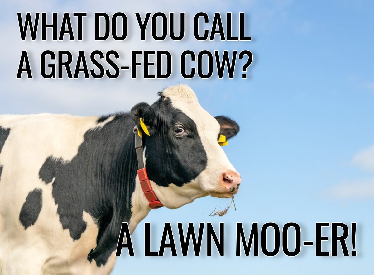 Cow Jokes - Grass-Fed Cow