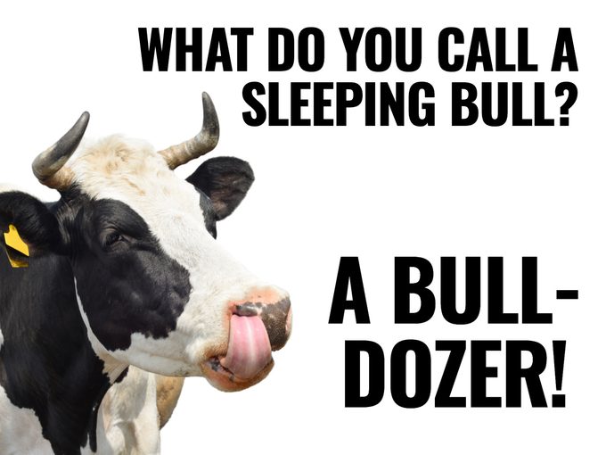 Cow jokes - What do you call a sleeping bull?