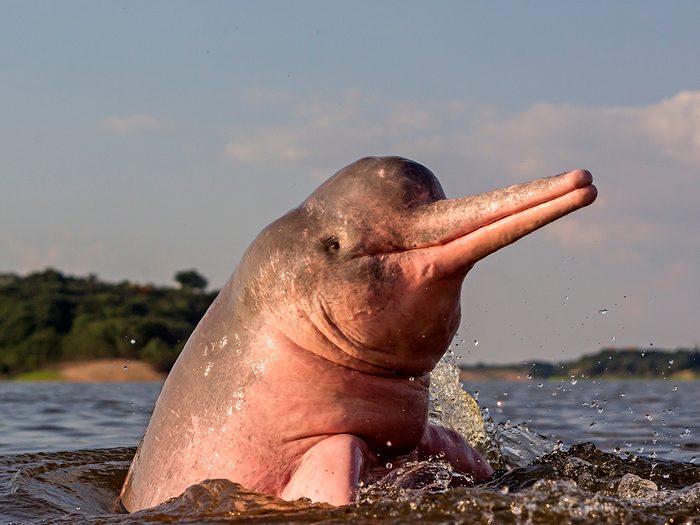 Boto Amazon pink dolphin