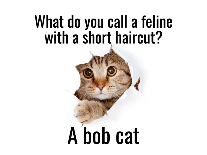 25 Cat Jokes That are Paws-itively Hilarious | Reader's Digest Canada