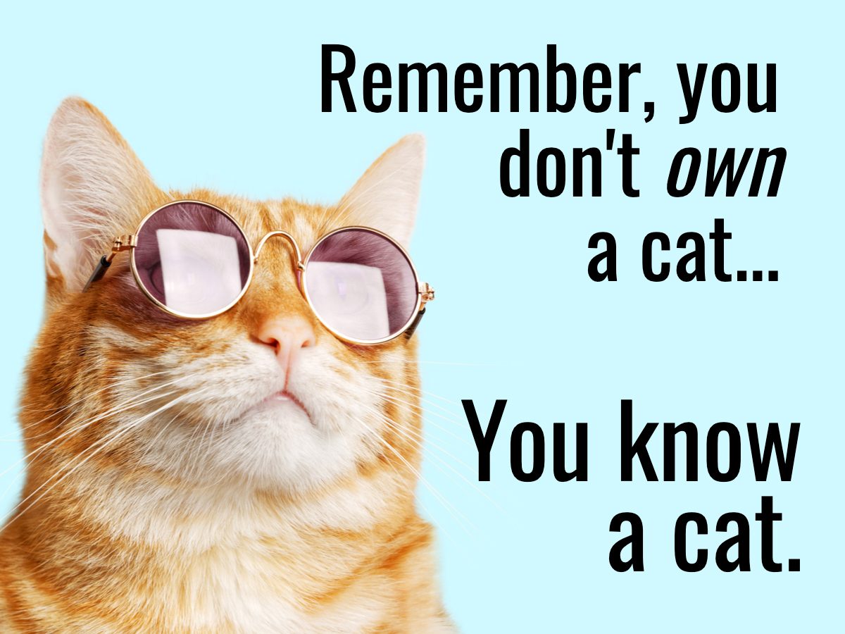 Cat Jokes - Cool Cat In Sunglasses