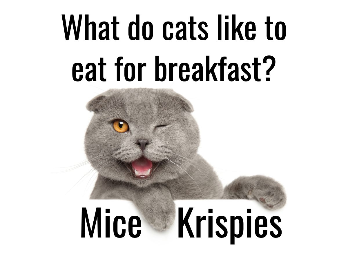 Cat Jokes - Mice Krispies