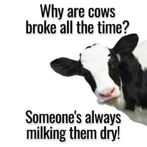 Cow Jokes - Broke All The Time
