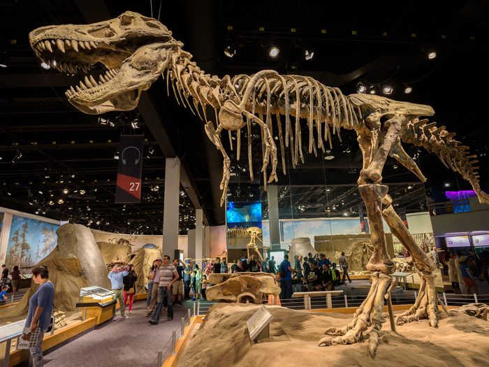 A T.rex dinosaur fossil on display in Alberta