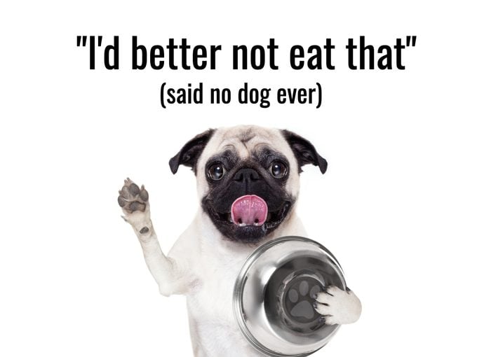 Dog Jokes - Pug With Food Bowl