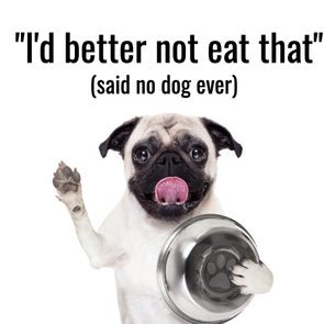 Dog Jokes - Pug With Food Bowl