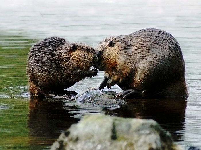 Monogamous animals - beavers couple
