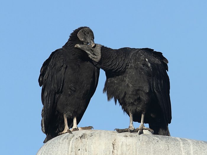 Monogamous animals - black vultures