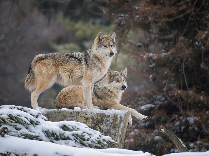 Monogamous animals - gray wolf pair