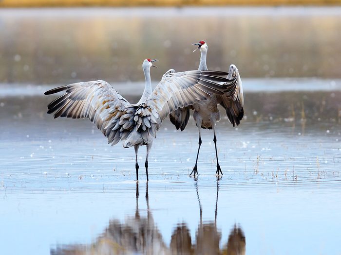 Monogamous animals - sandhill cranes