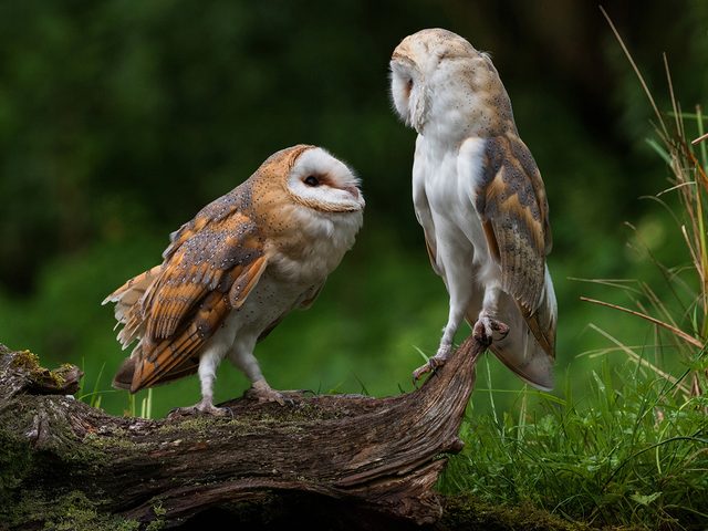 Pair of young barn owls