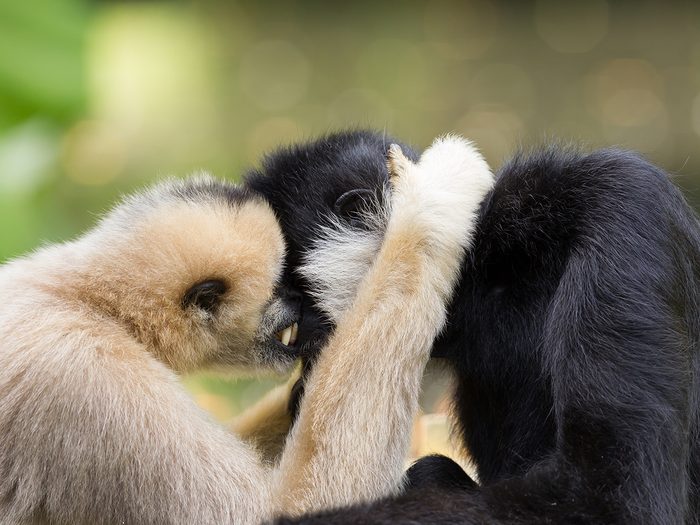 Pair of gibbons cuddling