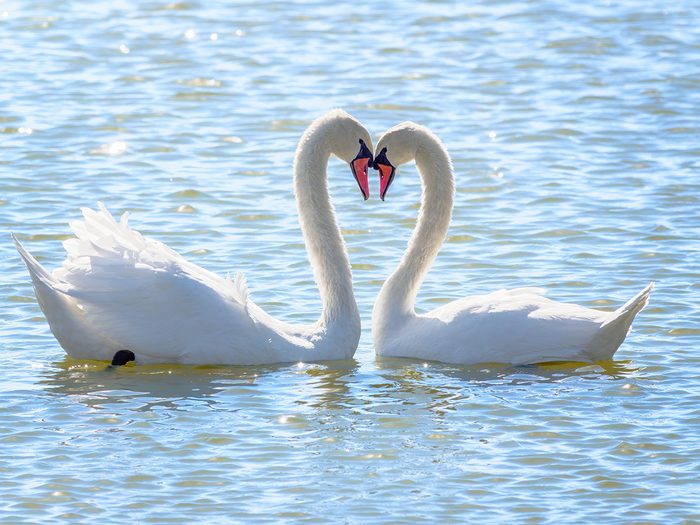 Swans couple on lake
