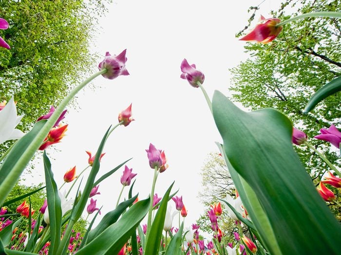 Tulip Festival Ottawa - Commissioners Park Tulip Beds