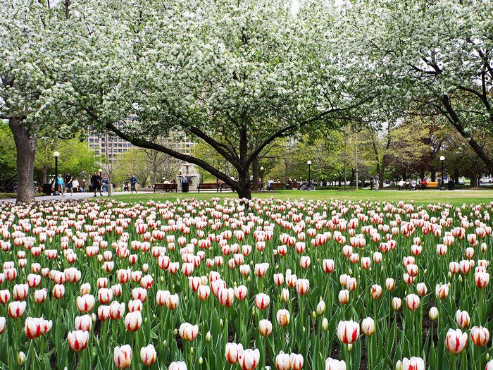 Canada 150 Tulips Confederation Park