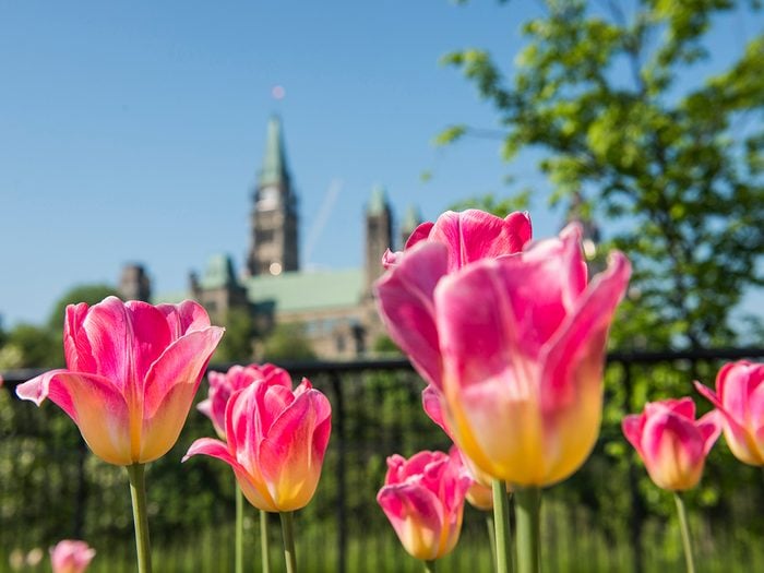 Tulip Festival Ottawa - Tulips at Major's Hill Park Tulips, Parliament building in the background