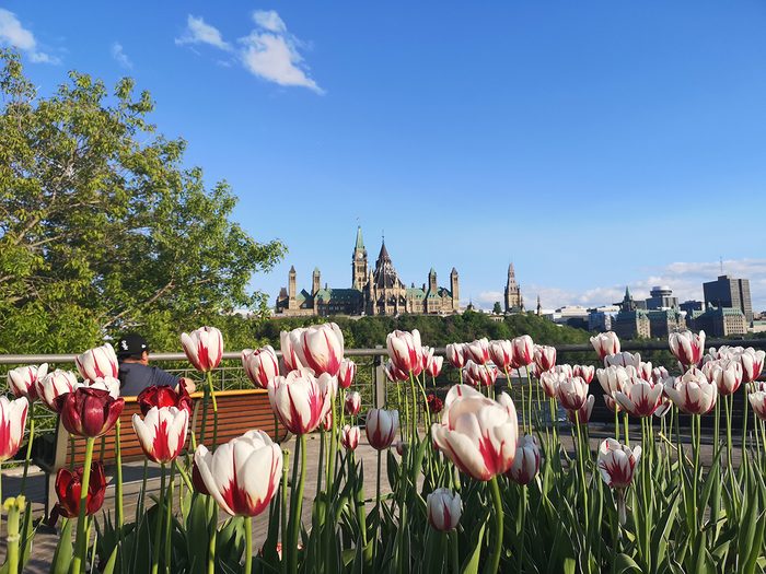 Tulip Festival Ottawa - Parliament in the background