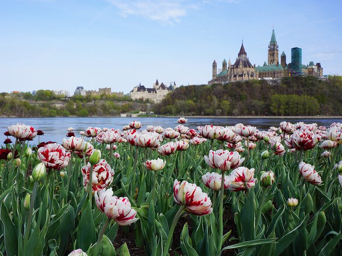 Tulips Ottawa River Parliament