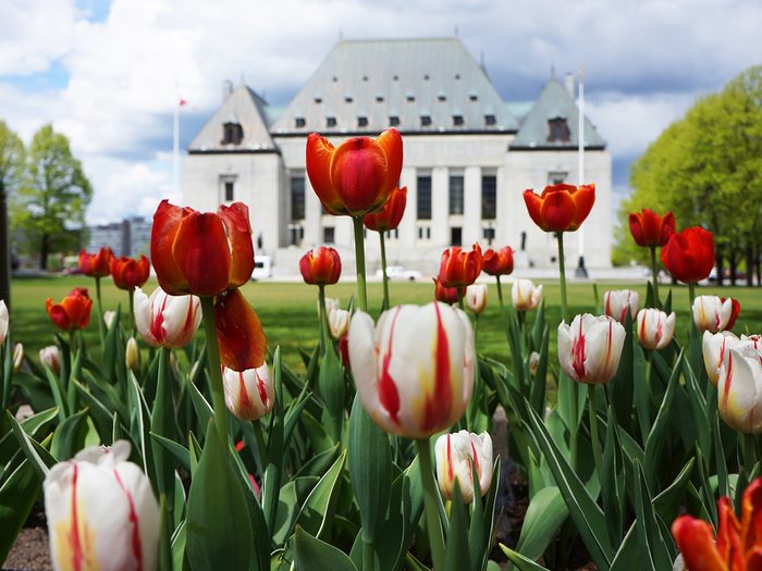 Tulips Supreme Court of Canada