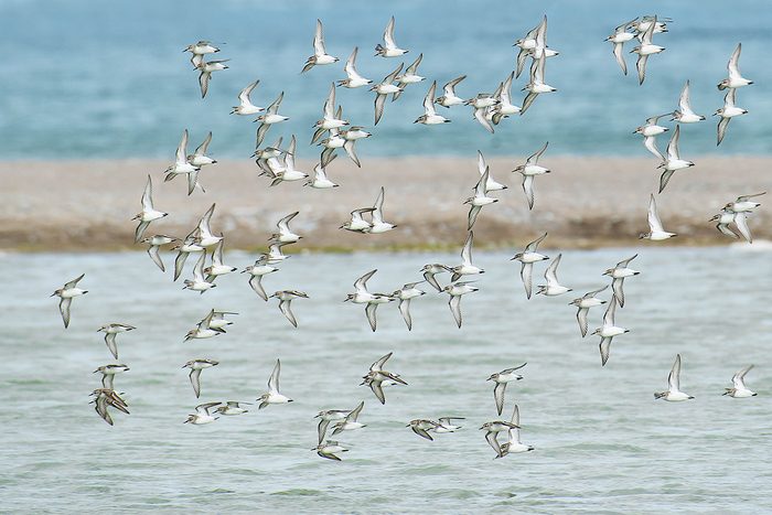 Semipalpated sandpipers in flight