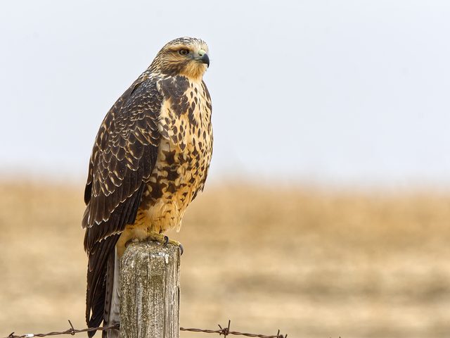 Swainson's Hawk at Grasslands National Park